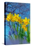 Grape hyacinths and Daffodils in flower, Norfolk, UK-Ernie Janes-Stretched Canvas