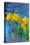 Grape hyacinths and Daffodils in flower, Norfolk, UK-Ernie Janes-Stretched Canvas