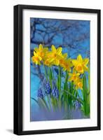 Grape hyacinths and Daffodils in flower, Norfolk, UK-Ernie Janes-Framed Photographic Print