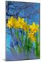 Grape hyacinths and Daffodils in flower, Norfolk, UK-Ernie Janes-Mounted Photographic Print