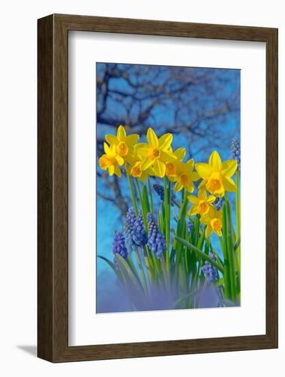 Grape hyacinths and Daffodils in flower, Norfolk, UK-Ernie Janes-Framed Photographic Print