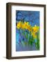 Grape hyacinths and Daffodils in flower, Norfolk, UK-Ernie Janes-Framed Photographic Print