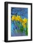 Grape hyacinths and Daffodils in flower, Norfolk, UK-Ernie Janes-Framed Photographic Print