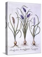 Grape Hyacinths, from 'Hortus Eystettensis', by Basil Besler (1561-1629), Pub. 1613 (Hand Coloured-German School-Stretched Canvas