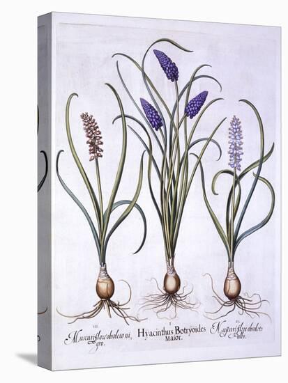 Grape Hyacinths, from 'Hortus Eystettensis', by Basil Besler (1561-1629), Pub. 1613 (Hand Coloured-German School-Stretched Canvas
