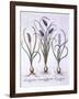 Grape Hyacinths, from 'Hortus Eystettensis', by Basil Besler (1561-1629), Pub. 1613 (Hand Coloured-German School-Framed Giclee Print