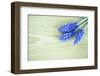 Grape Hyacinths, Muscari on a Wooden Ground-Petra Daisenberger-Framed Photographic Print