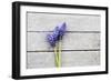 Grape Hyacinths Muscari on a Wooden Ground-Petra Daisenberger-Framed Photographic Print