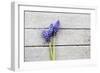 Grape Hyacinths Muscari on a Wooden Ground-Petra Daisenberger-Framed Photographic Print