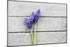 Grape Hyacinths Muscari on a Wooden Ground-Petra Daisenberger-Mounted Photographic Print