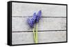 Grape Hyacinths Muscari on a Wooden Ground-Petra Daisenberger-Framed Stretched Canvas