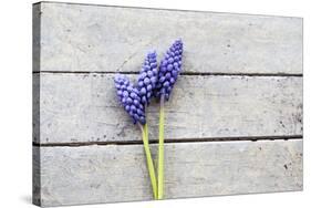 Grape Hyacinths Muscari on a Wooden Ground-Petra Daisenberger-Stretched Canvas
