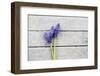 Grape Hyacinths Muscari on a Wooden Ground-Petra Daisenberger-Framed Photographic Print