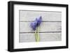 Grape Hyacinths Muscari on a Wooden Ground-Petra Daisenberger-Framed Photographic Print