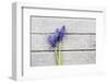 Grape Hyacinths Muscari on a Wooden Ground-Petra Daisenberger-Framed Photographic Print