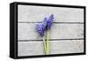 Grape Hyacinths Muscari on a Wooden Ground-Petra Daisenberger-Framed Stretched Canvas