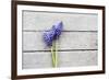 Grape Hyacinths Muscari on a Wooden Ground-Petra Daisenberger-Framed Photographic Print