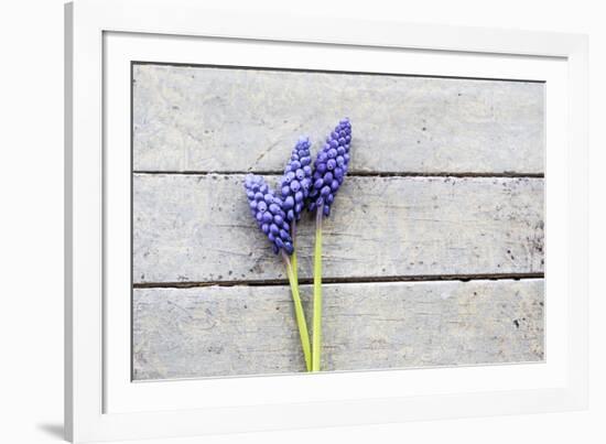 Grape Hyacinths Muscari on a Wooden Ground-Petra Daisenberger-Framed Photographic Print
