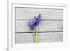 Grape Hyacinths Muscari on a Wooden Ground-Petra Daisenberger-Framed Photographic Print