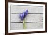 Grape Hyacinths Muscari on a Wooden Ground-Petra Daisenberger-Framed Photographic Print