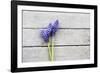 Grape Hyacinths Muscari on a Wooden Ground-Petra Daisenberger-Framed Photographic Print