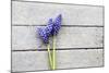 Grape Hyacinths Muscari on a Wooden Ground-Petra Daisenberger-Mounted Photographic Print