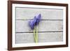 Grape Hyacinths Muscari on a Wooden Ground-Petra Daisenberger-Framed Photographic Print