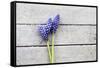 Grape Hyacinths Muscari on a Wooden Ground-Petra Daisenberger-Framed Stretched Canvas