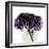 Grape Hydrangea-Albert Koetsier-Framed Art Print