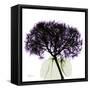 Grape Hydrangea-Albert Koetsier-Framed Stretched Canvas