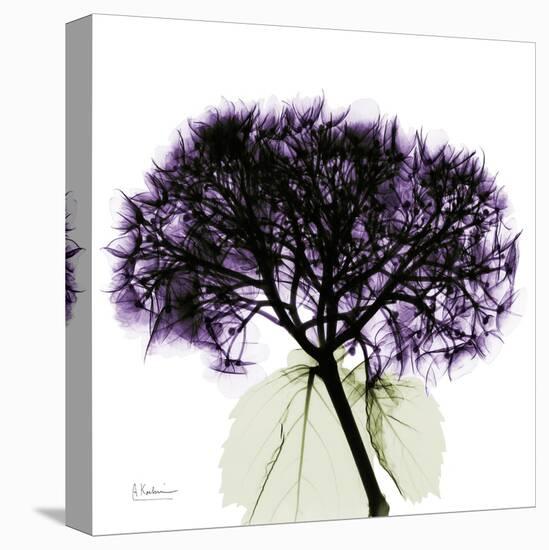 Grape Hydrangea-Albert Koetsier-Stretched Canvas