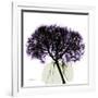 Grape Hydrangea-Albert Koetsier-Framed Art Print