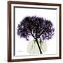 Grape Hydrangea-Albert Koetsier-Framed Art Print