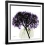 Grape Hydrangea-Albert Koetsier-Framed Art Print