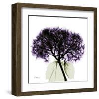 Grape Hydrangea-Albert Koetsier-Framed Art Print