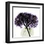 Grape Hydrangea-Albert Koetsier-Framed Art Print