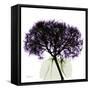 Grape Hydrangea-Albert Koetsier-Framed Stretched Canvas