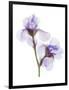 Grape Iris-Judy Stalus-Framed Premium Giclee Print