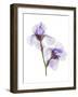 Grape Iris-Judy Stalus-Framed Art Print