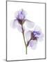 Grape Iris-Judy Stalus-Mounted Art Print