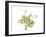 Grape Leaves and Tendrils, X-ray-Koetsier Albert-Framed Premium Photographic Print