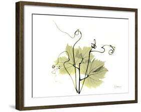 Grape Leaves and Tendrils, X-ray-Koetsier Albert-Framed Photographic Print