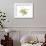 Grape Leaves and Tendrils, X-ray-Koetsier Albert-Framed Photographic Print displayed on a wall