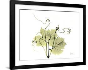 Grape Leaves and Tendrils, X-ray-Koetsier Albert-Framed Photographic Print