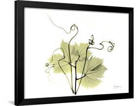 Grape Leaves and Tendrils, X-ray-Koetsier Albert-Framed Photographic Print