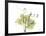 Grape Leaves and Tendrils, X-ray-Koetsier Albert-Framed Photographic Print