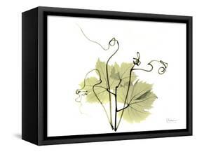Grape Leaves and Tendrils, X-ray-Koetsier Albert-Framed Stretched Canvas