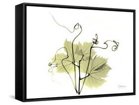 Grape Leaves and Tendrils, X-ray-Koetsier Albert-Framed Stretched Canvas