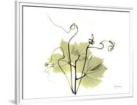 Grape Leaves and Tendrils, X-ray-Koetsier Albert-Framed Premium Photographic Print