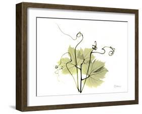 Grape Leaves and Tendrils, X-ray-Koetsier Albert-Framed Photographic Print